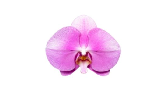 Orqu&iacute;dea asi&aacute;tica